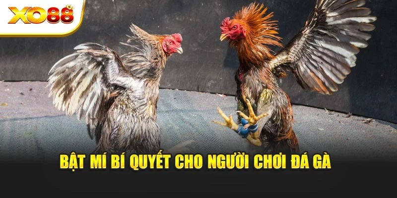 Bật mí bí quyết cho người chơi đá gà