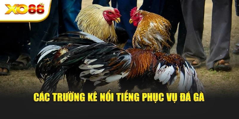 Các trường kê nổi tiếng phục vụ đá gà