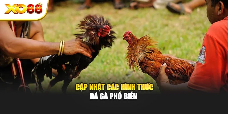 Cập nhật các hình thức đá gà phổ biến