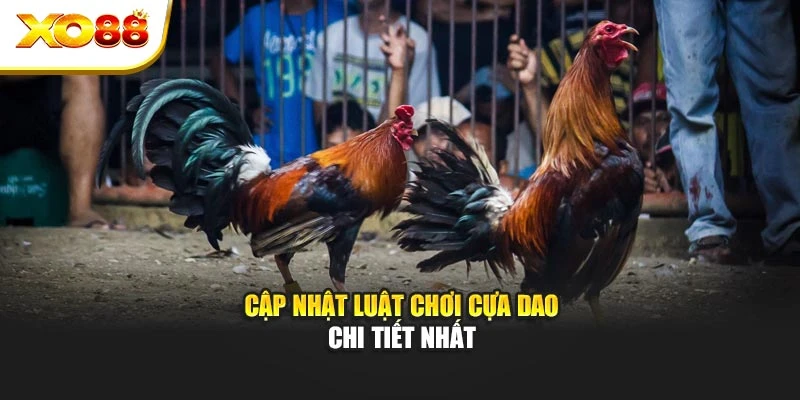 Cập nhật luật chơi cựa dao chi tiết nhất