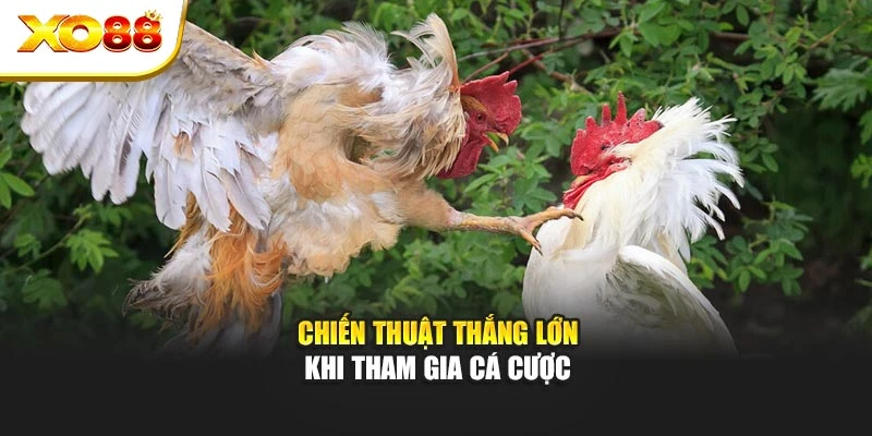 Chiến thuật thắng lớn khi tham gia cá cược