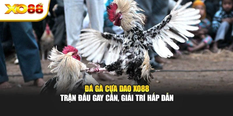 Đá Gà Cựa Dao Xo88 – Trận Đấu Gay Cấn, Giải Trí Hấp Dẫn