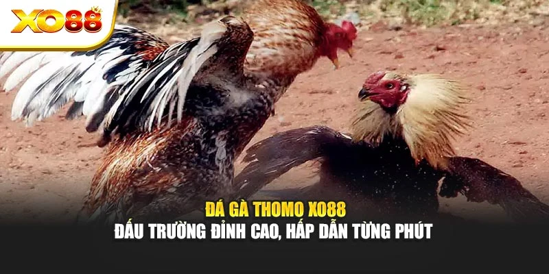 Đá Gà Thomo Xo88 – Đấu Trường Đỉnh Cao, Hấp Dẫn Từng Phút