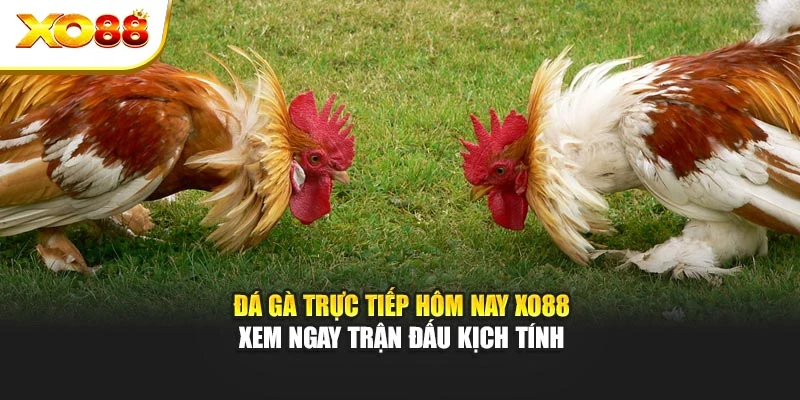 Đá Gà Trực Tiếp Hôm Nay Xo88 – Xem Ngay Trận Đấu Kịch Tính