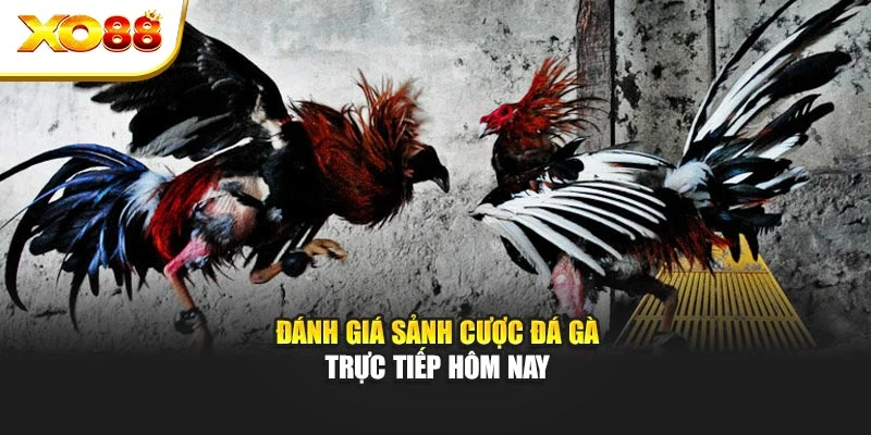 Đánh giá sảnh cược đá gà trực tiếp hôm nay