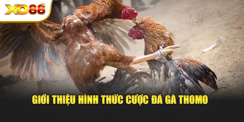 Giới thiệu hình thức cược đá gà Thomo