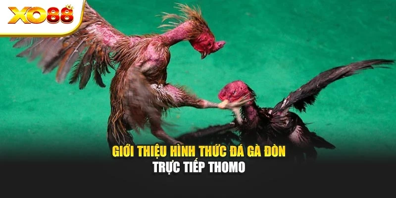 Giới thiệu hình thức đá gà đòn trực tiếp Thomo