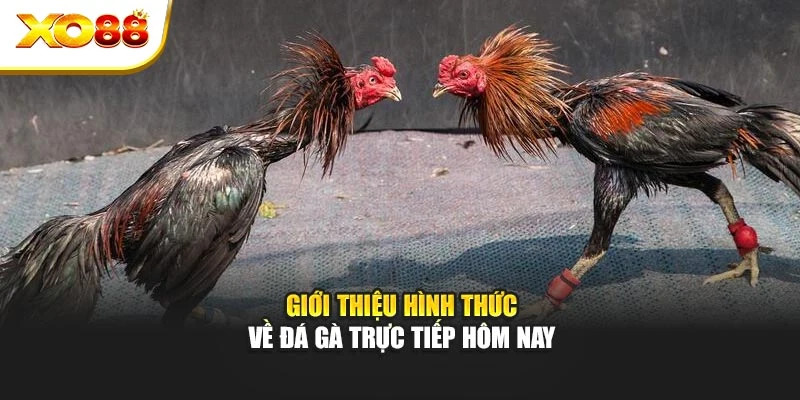 Giới thiệu hình thức về đá gà trực tiếp hôm nay