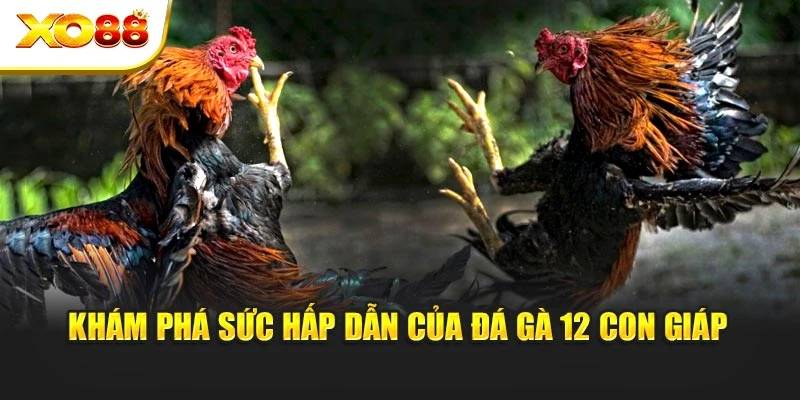 Khám phá sức hấp dẫn của đá gà 12 con giáp