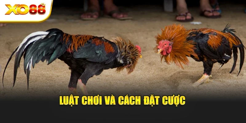 Luật chơi và cách đặt cược