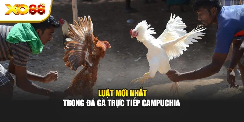 Luật mới nhất trong đá gà trực tiếp Campuchia