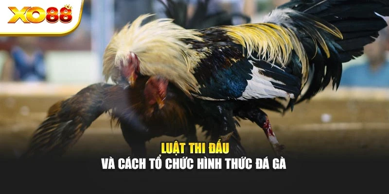 Luật thi đấu và cách tổ chức hình thức đá gà