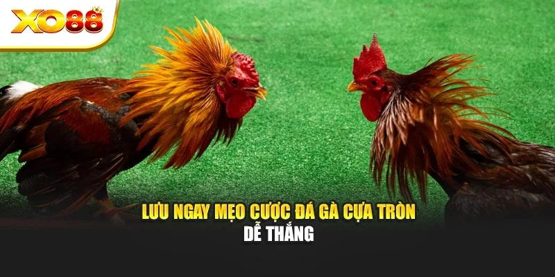 Lưu ngay mẹo cược đá gà cựa tròn dễ thắng