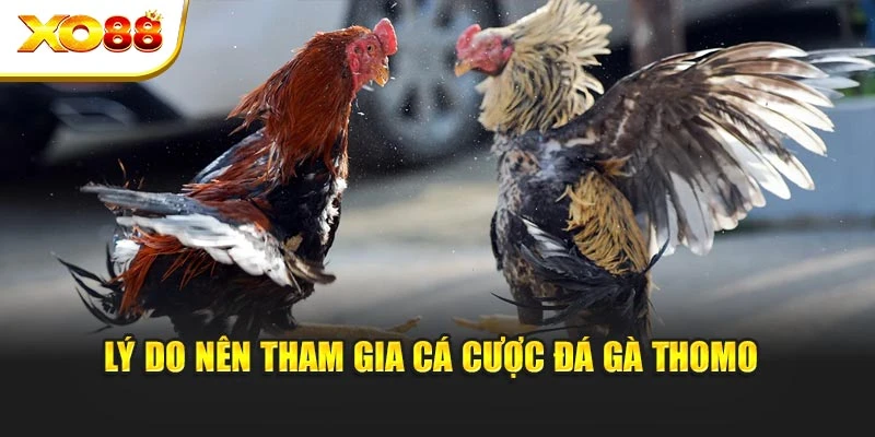 Lý do nên tham gia cá cược đá gà Thomo