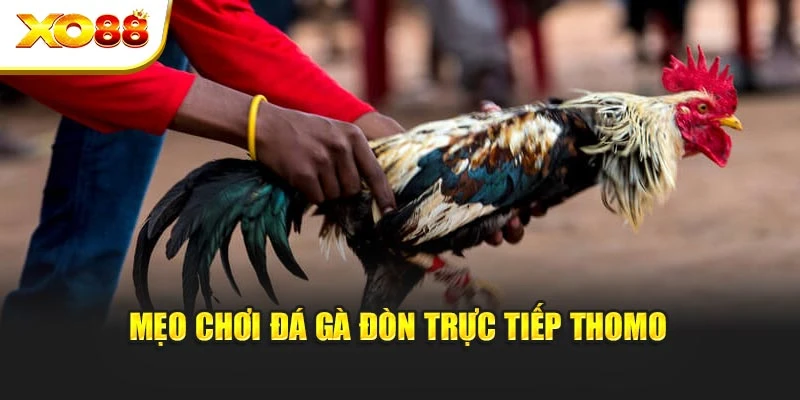 Mẹo chơi đá gà đòn trực tiếp Thomo