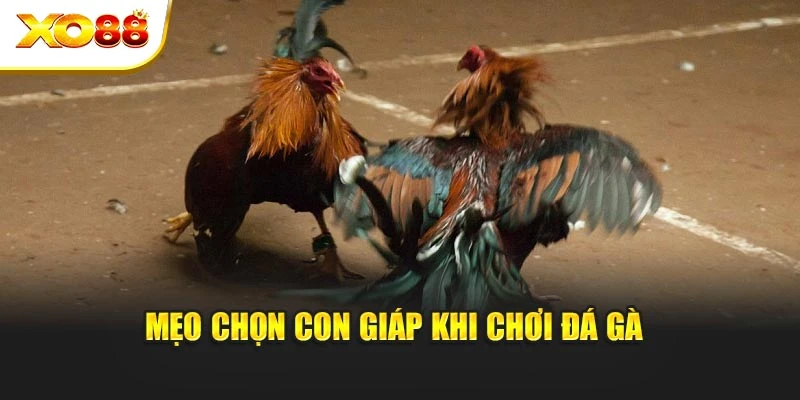 Mẹo chọn con giáp khi chơi đá gà 
