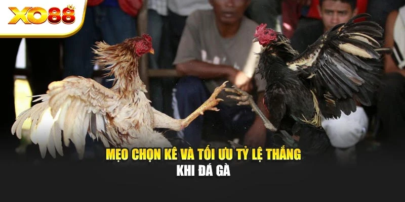 Mẹo chọn kê và tối ưu tỷ lệ thắng khi đá gà
