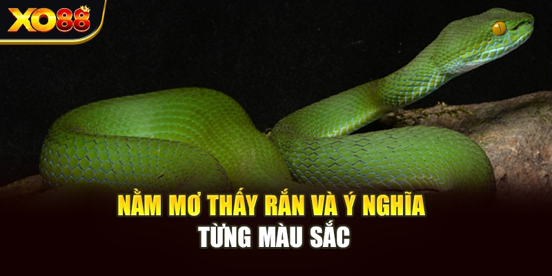 Nằm mơ thấy rắn và ý nghĩa từng màu sắc