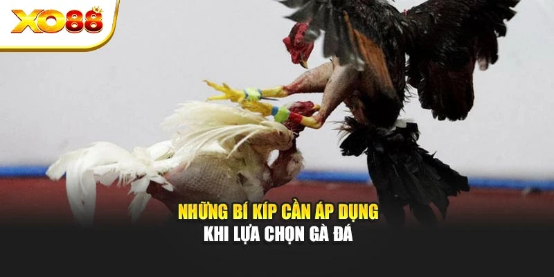 Những bí kíp cần áp dụng khi lựa chọn gà đá