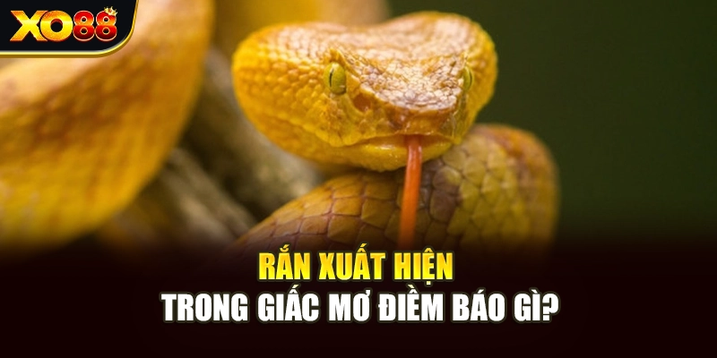 Rắn xuất hiện trong giấc mơ điềm báo gì?