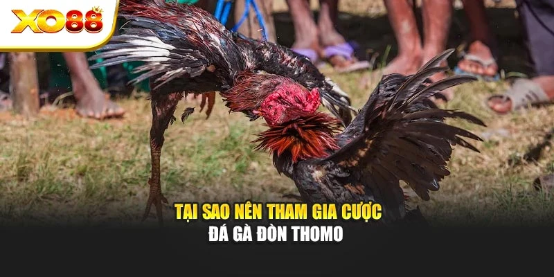 Tại sao nên tham gia cược đá gà đòn Thomo