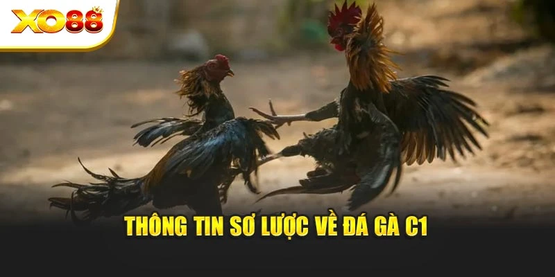 Thông tin sơ lược về đá gà C1