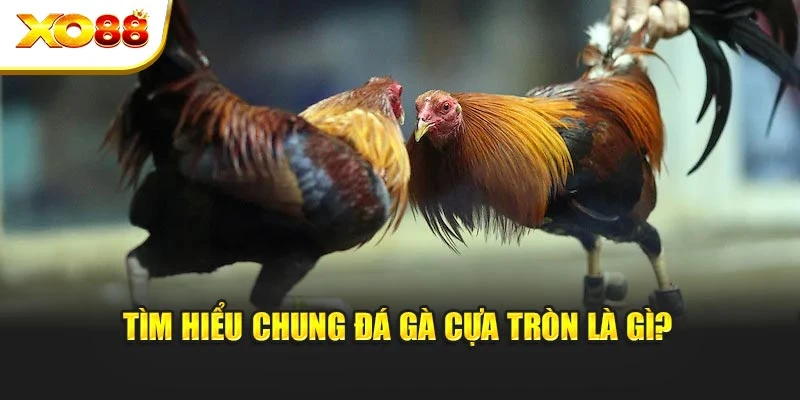 Tìm hiểu chung đá gà cựa tròn là gì?