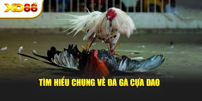 Tìm hiểu chung về đá gà cựa dao