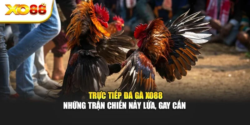 Trực Tiếp Đá Gà Xo88 – Những Trận Chiến Nảy Lửa, Gay Cấn
