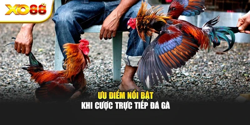 Ưu điểm nổi bật khi cược trực tiếp đá gà
